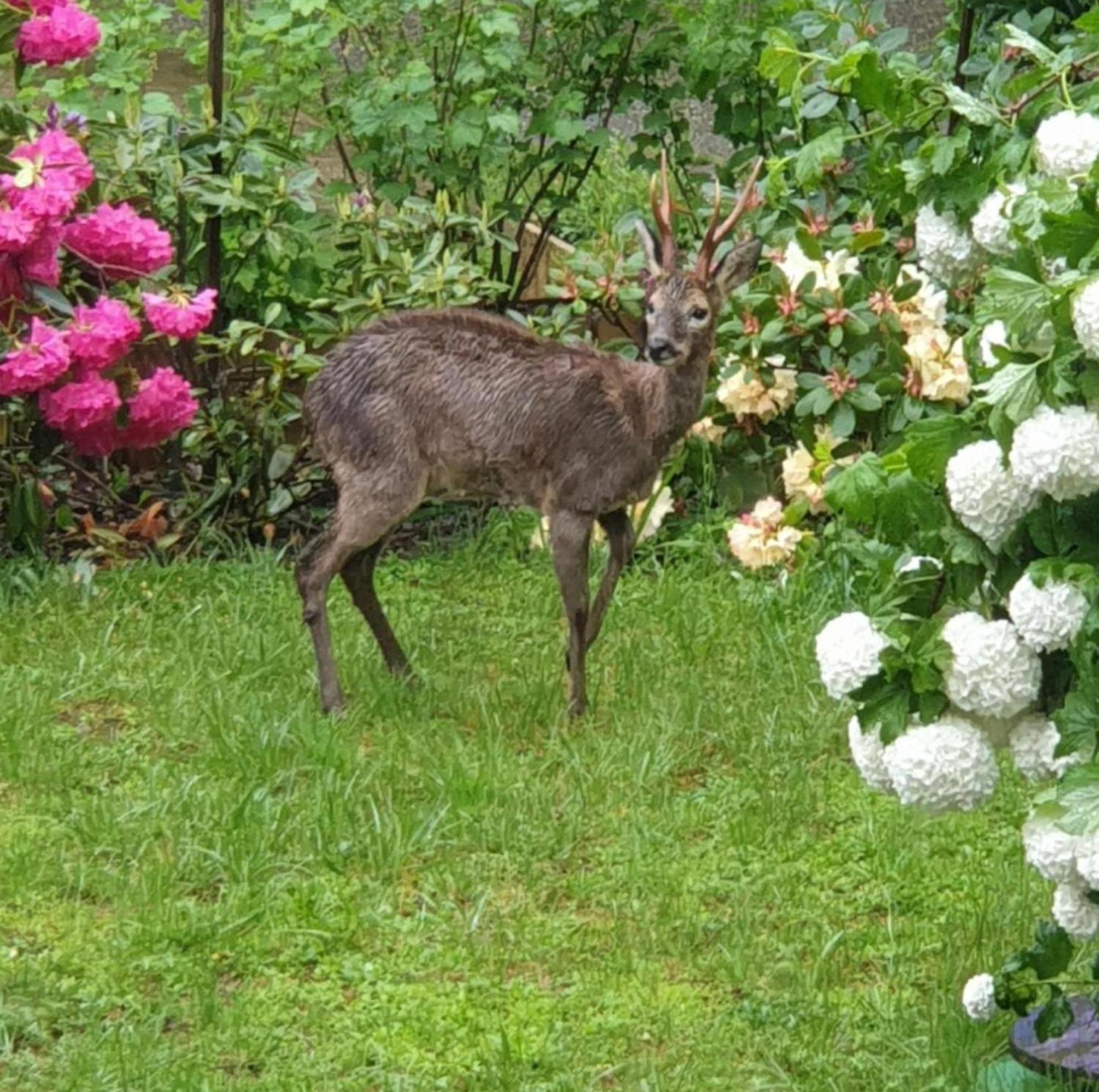 Hotel Les Tables Aux Vaches Raviege La Salvetat-sur-Agout Esterno foto